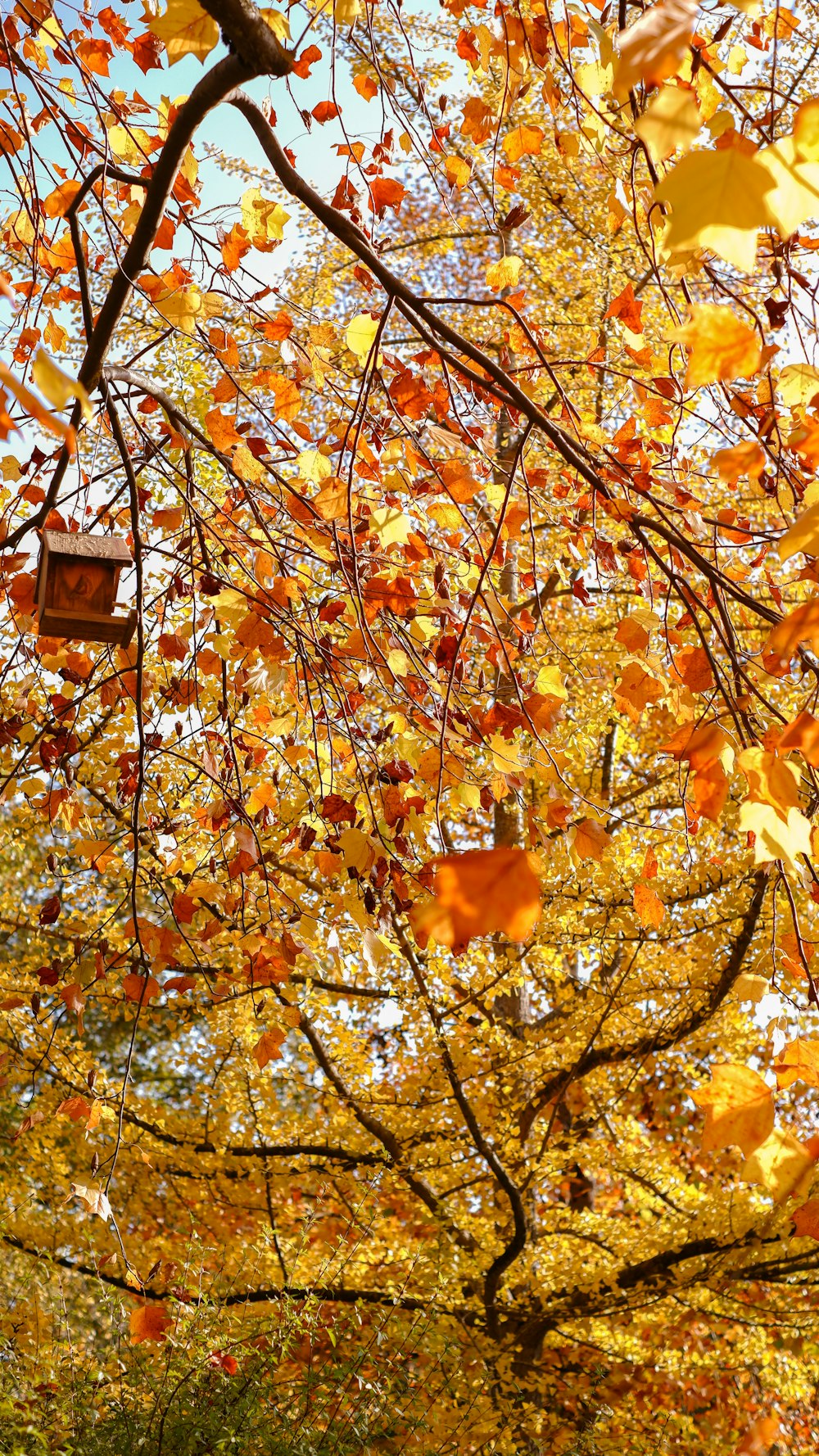 a tree with orange leaves