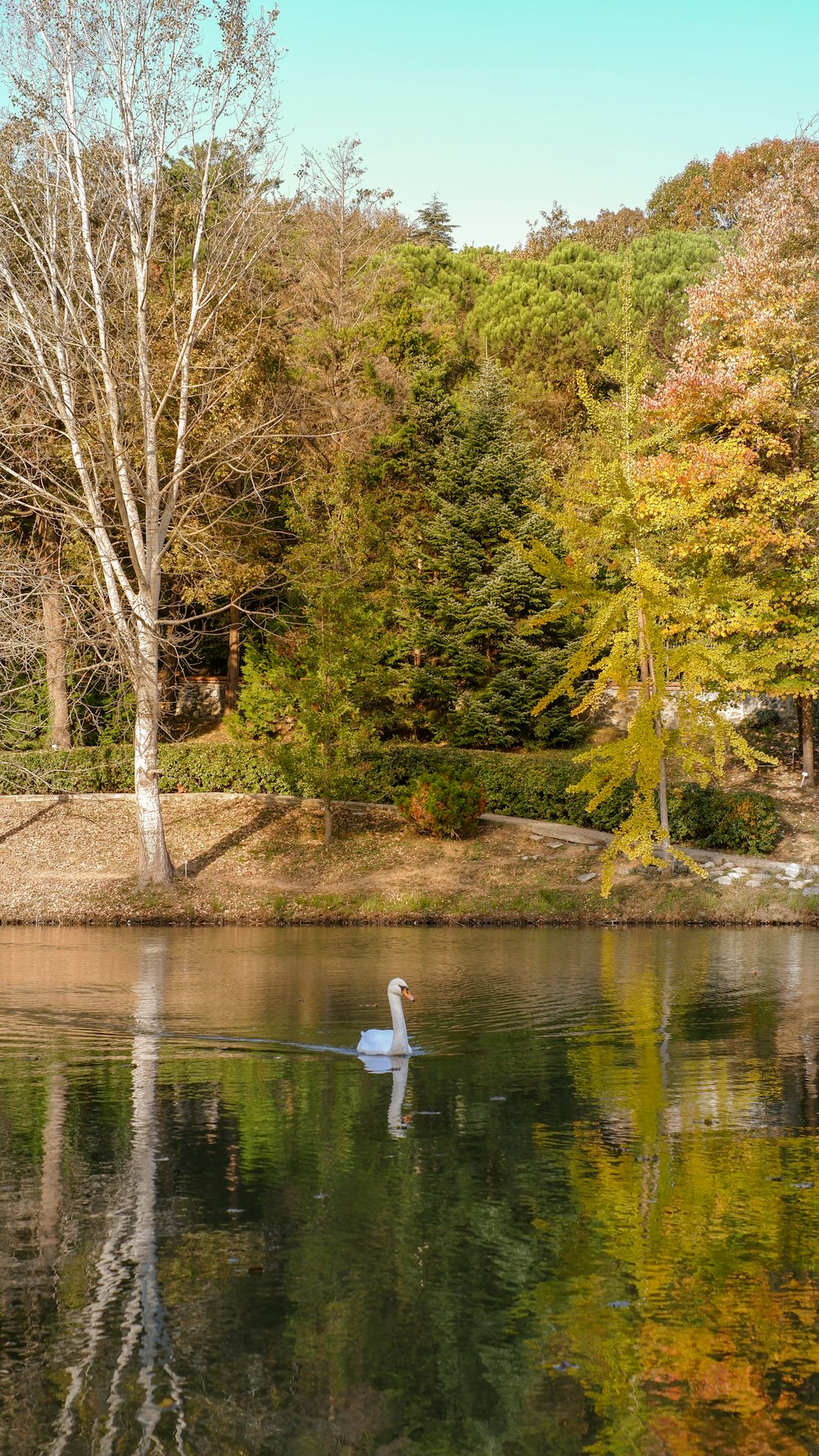 a swan swimming in a lake