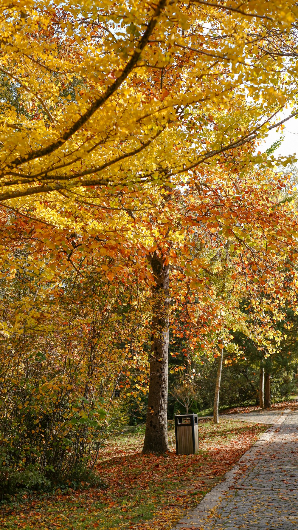 a path with trees on either side