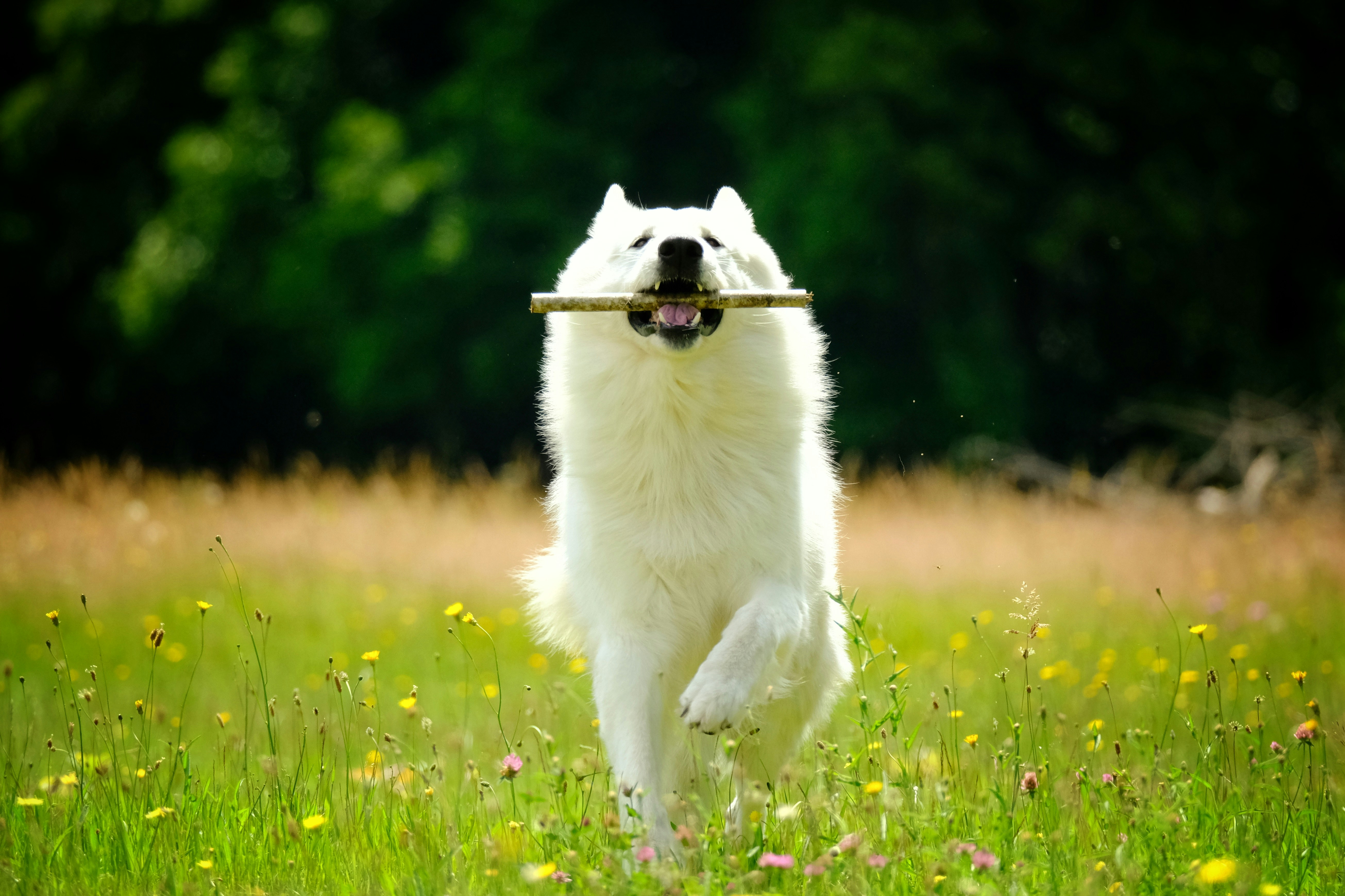 a dog running in a field