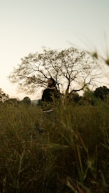 A person stands in a field of tall grass, surrounded by nature with a large tree in the background. The sun appears to be setting or rising, casting warm light over the scene.