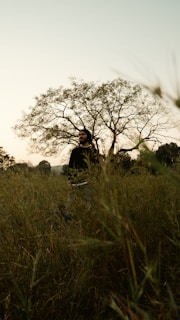A person stands in a field of tall grass, surrounded by nature with a large tree in the background. The sun appears to be setting or rising, casting warm light over the scene.