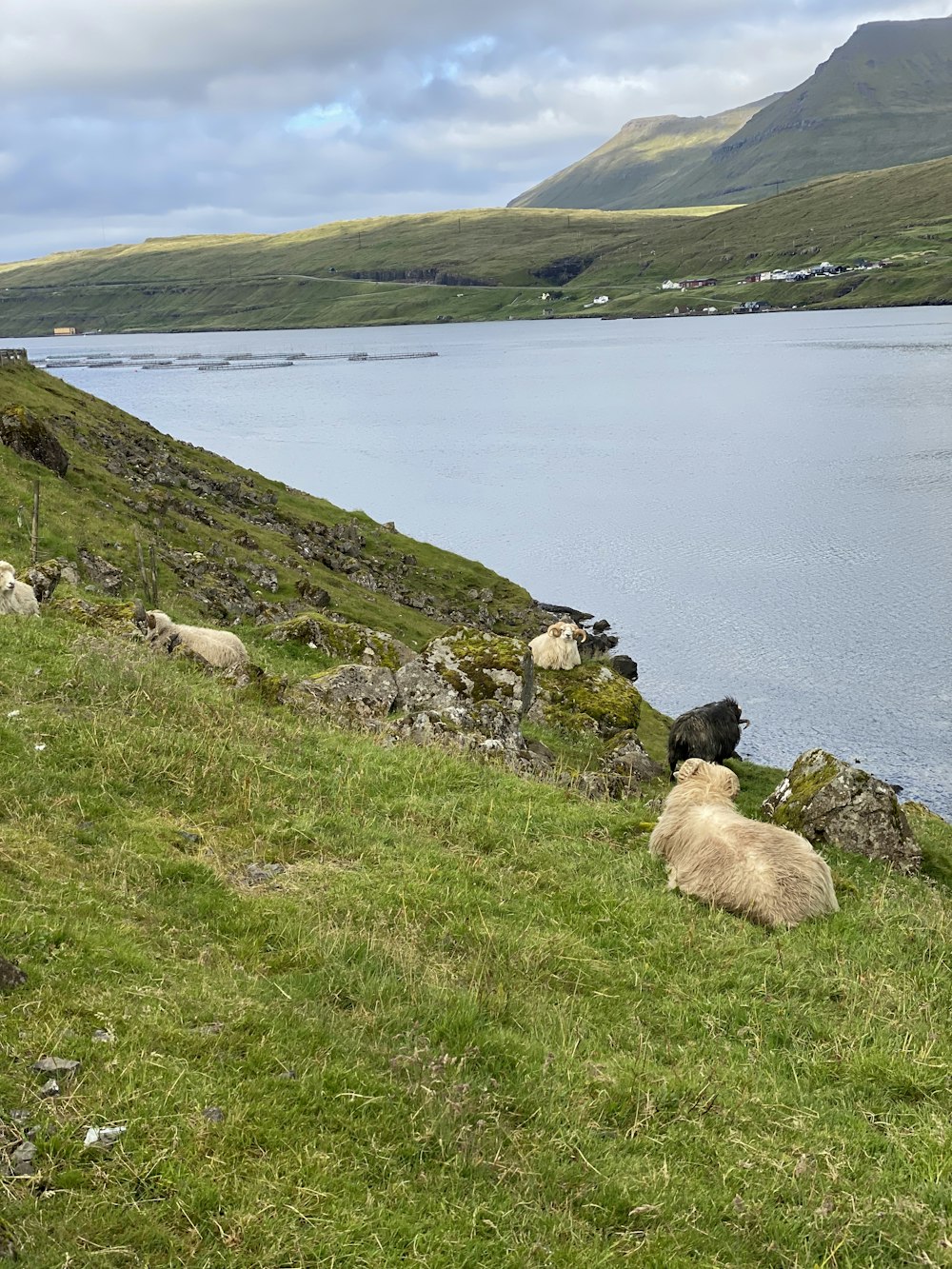 sheep laying on a hill
