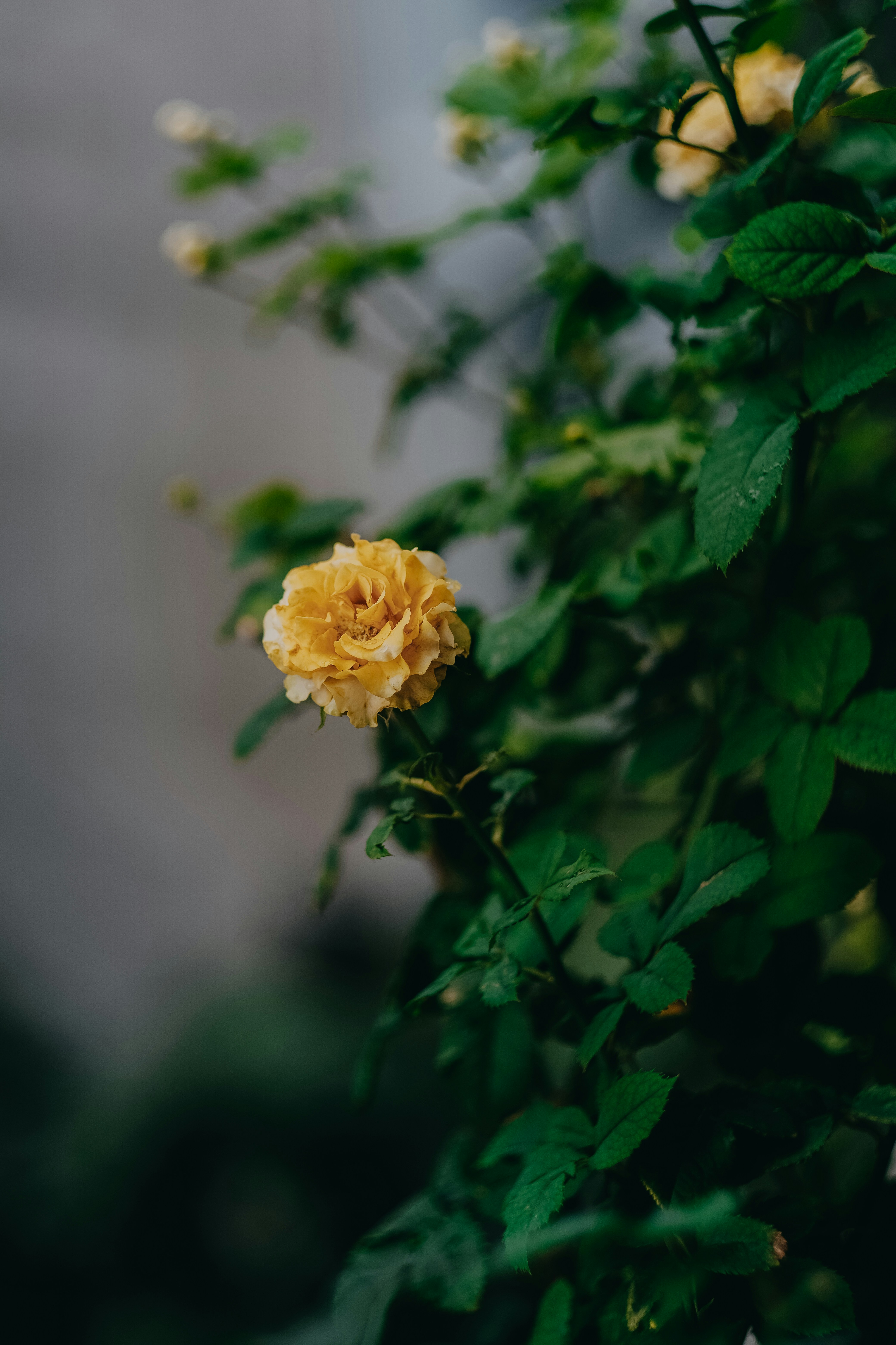 Photo by nguyentrungnguyen