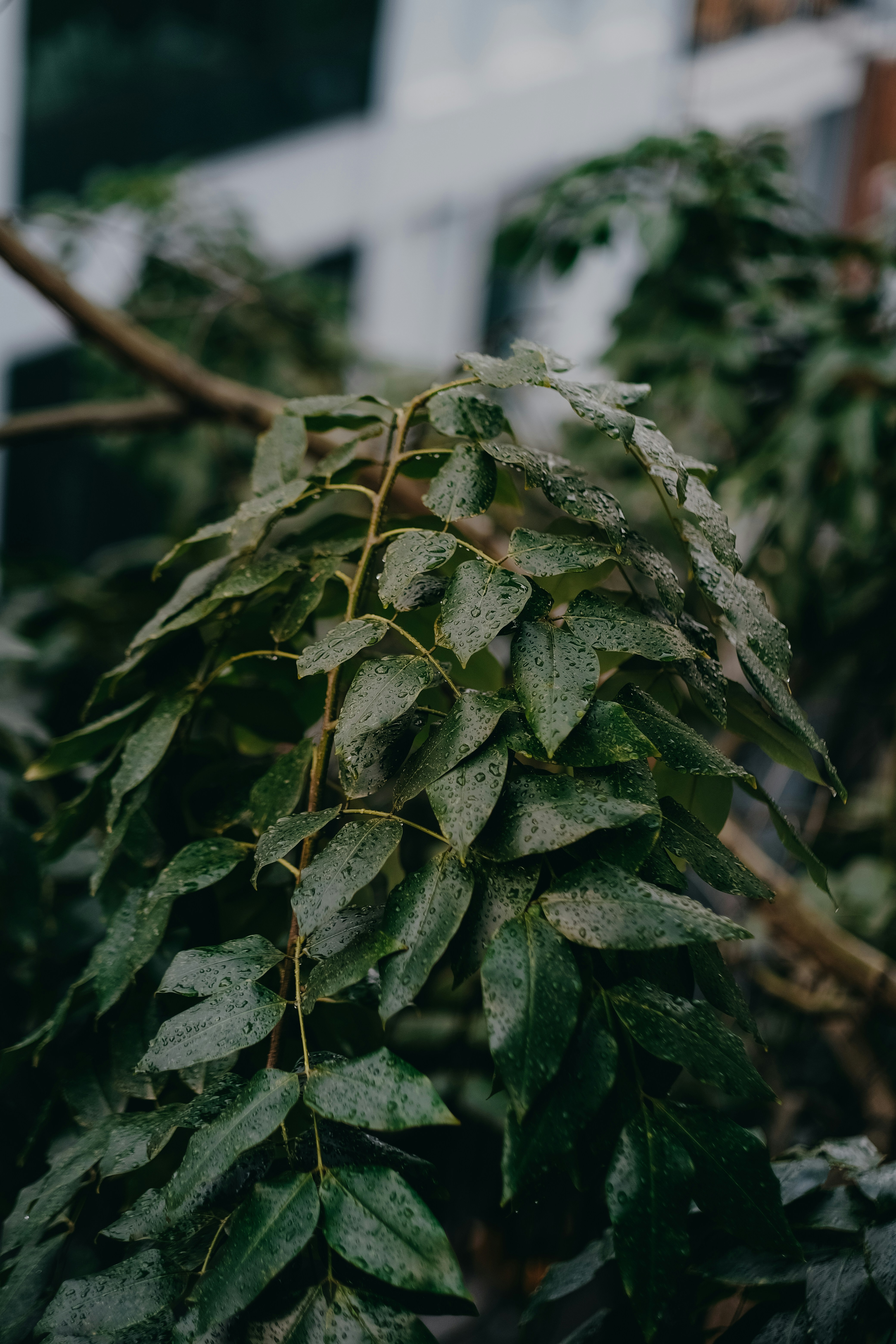 Photo by nguyentrungnguyen