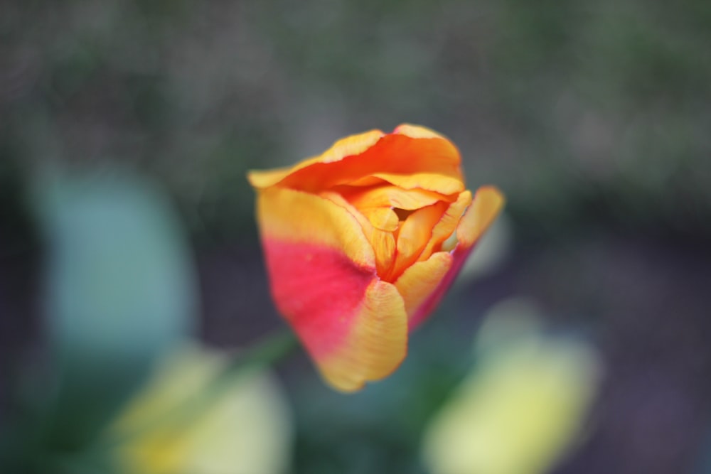 a close up of a flower