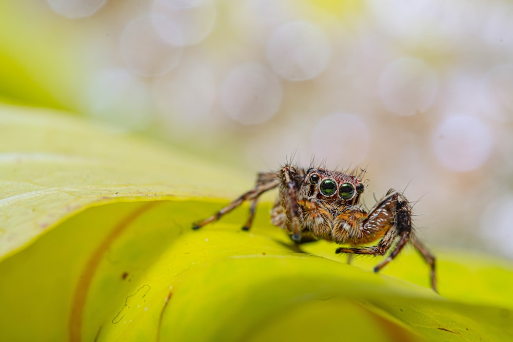 a small frog on a leaf