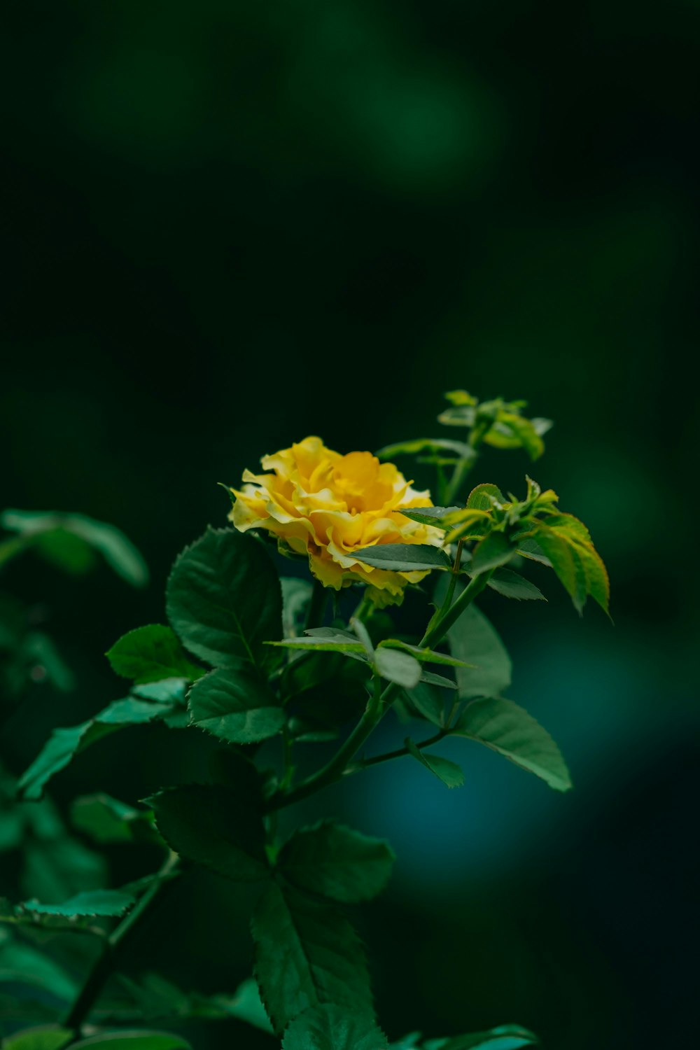 una flor amarilla en una planta