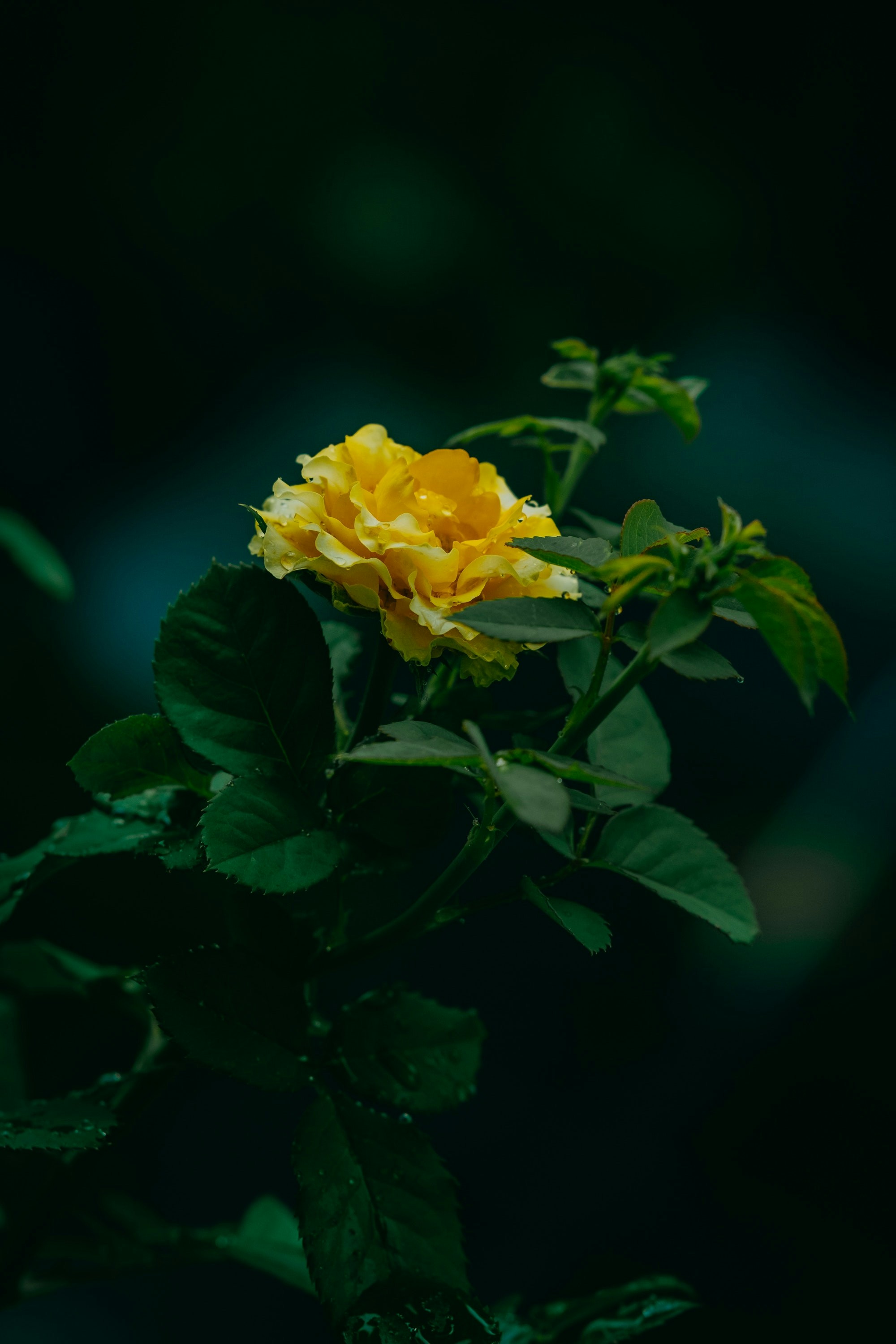 Photo by nguyentrungnguyen