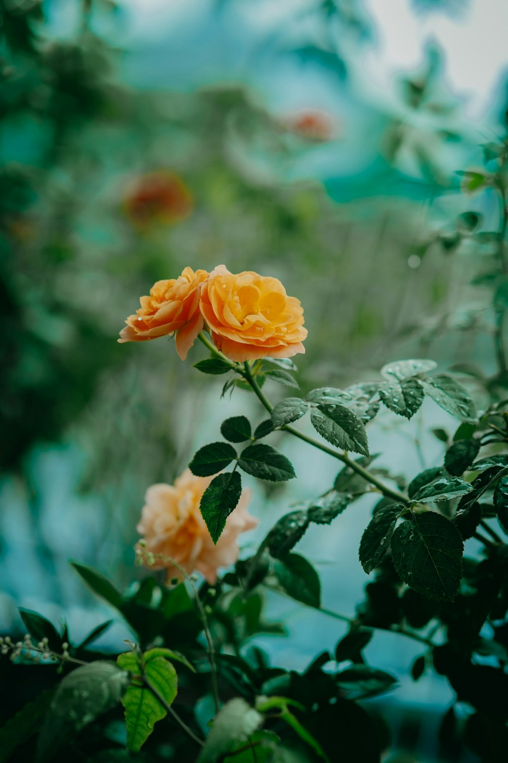 un groupe de fleurs