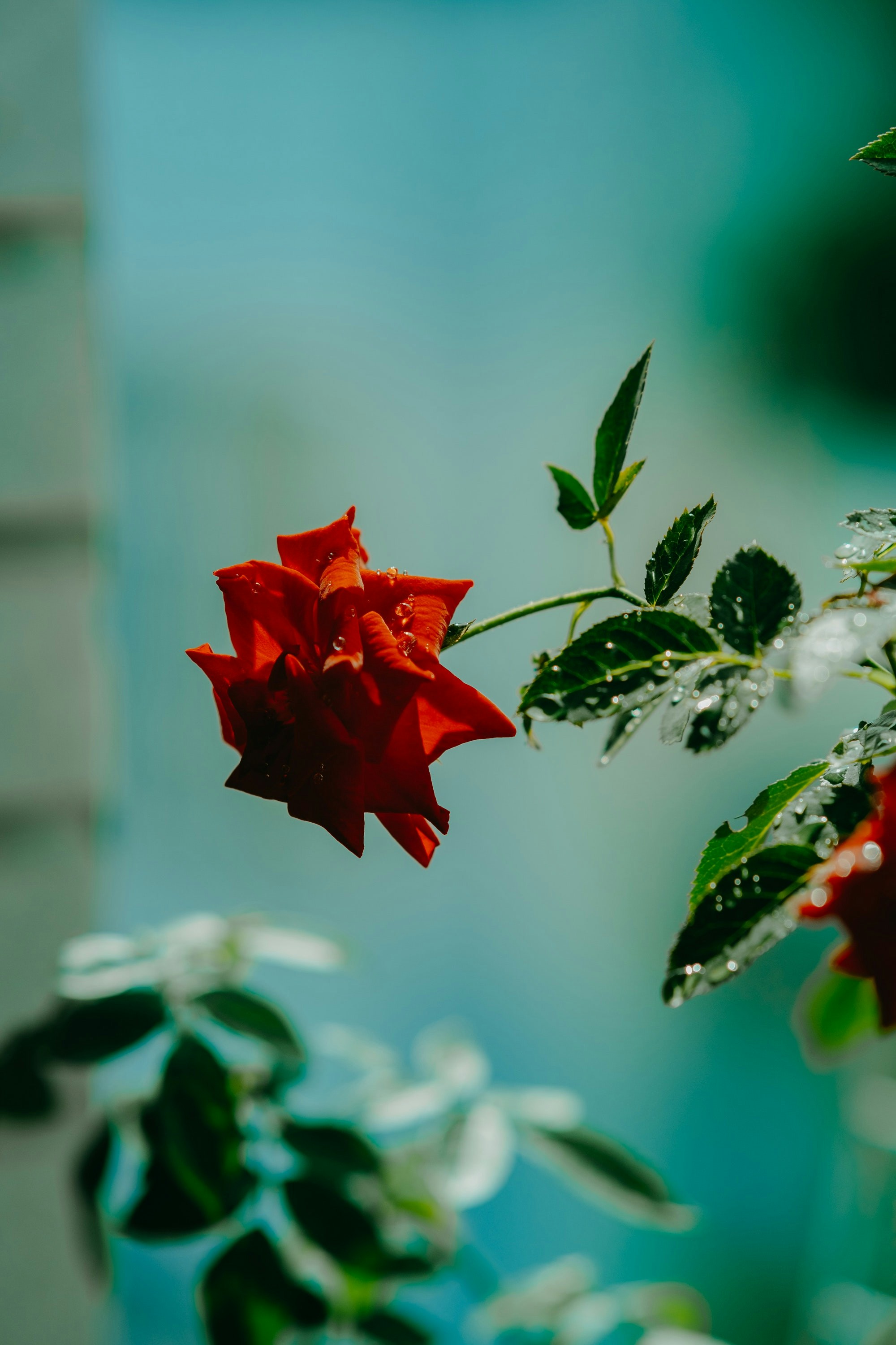 a red flower on a plant