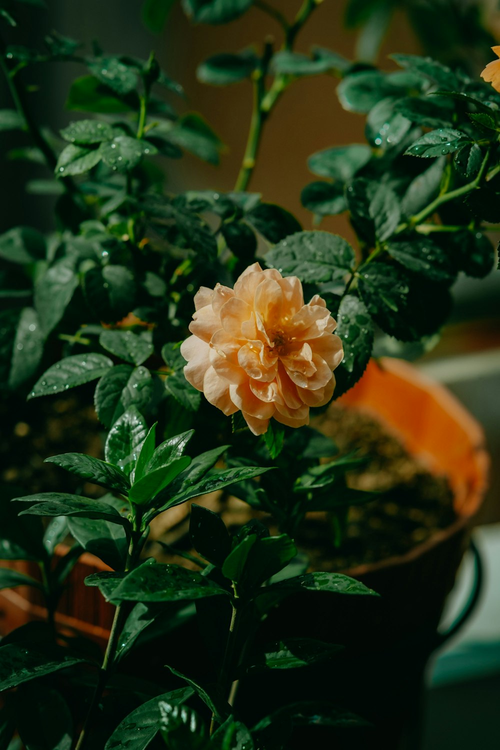 a flower in a pot