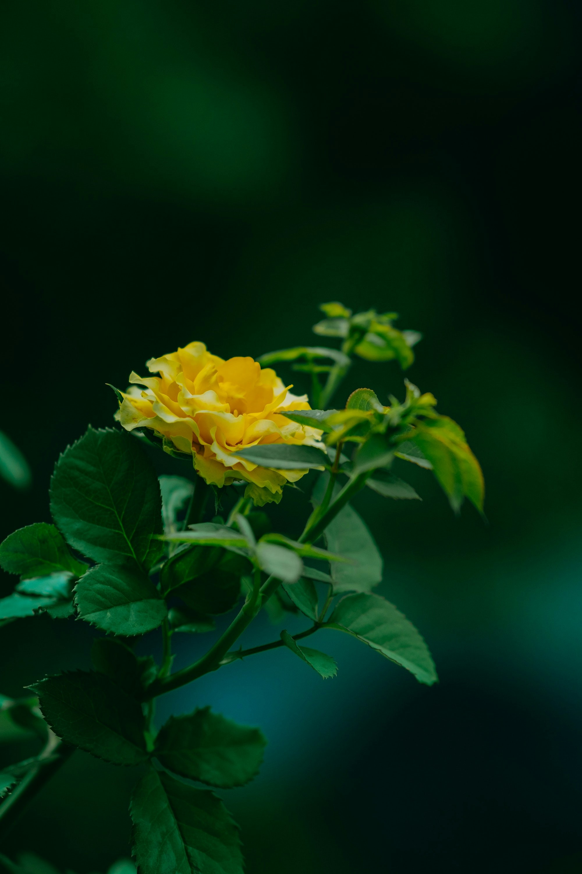 Photo by nguyentrungnguyen