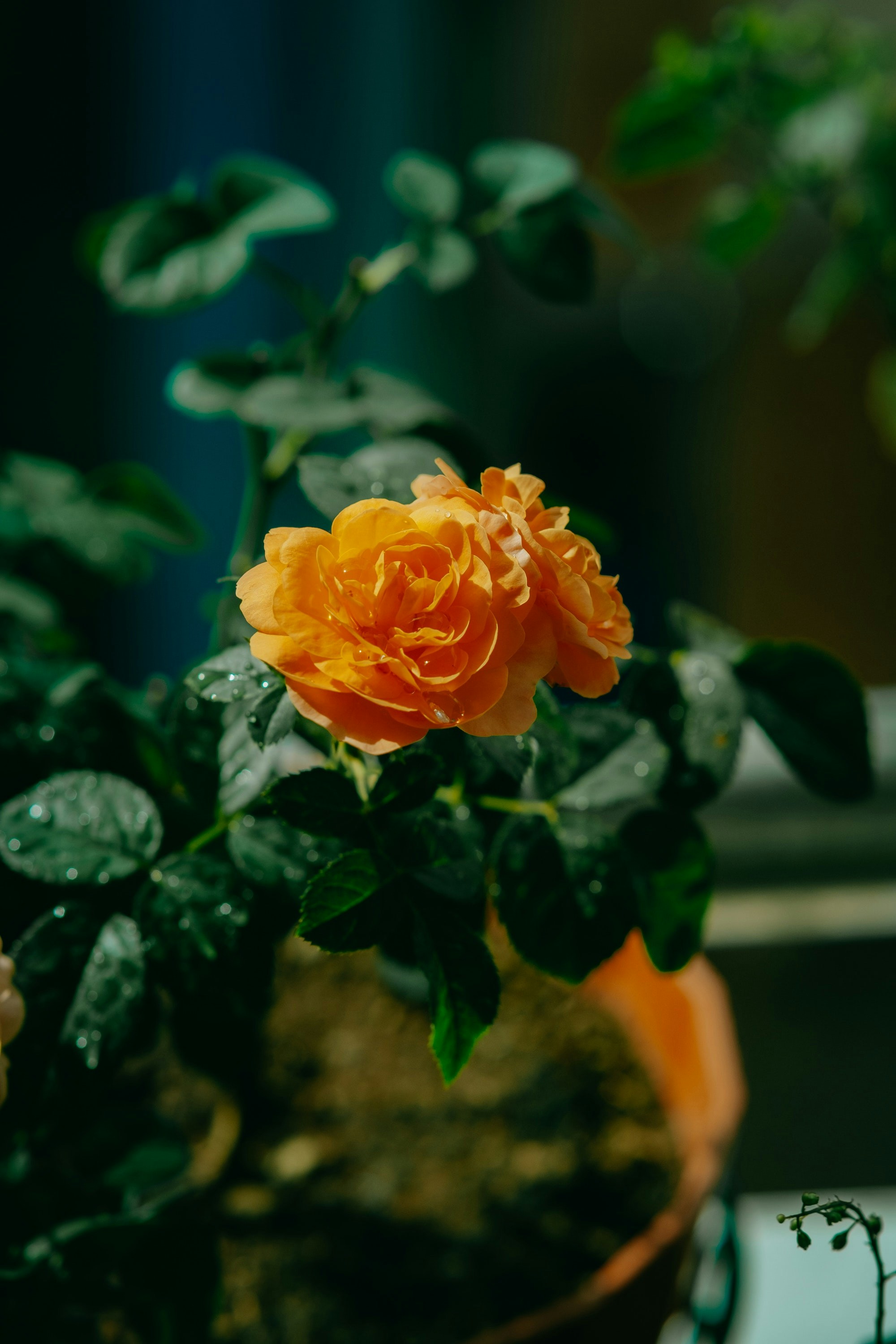 Une fleur dans un pot