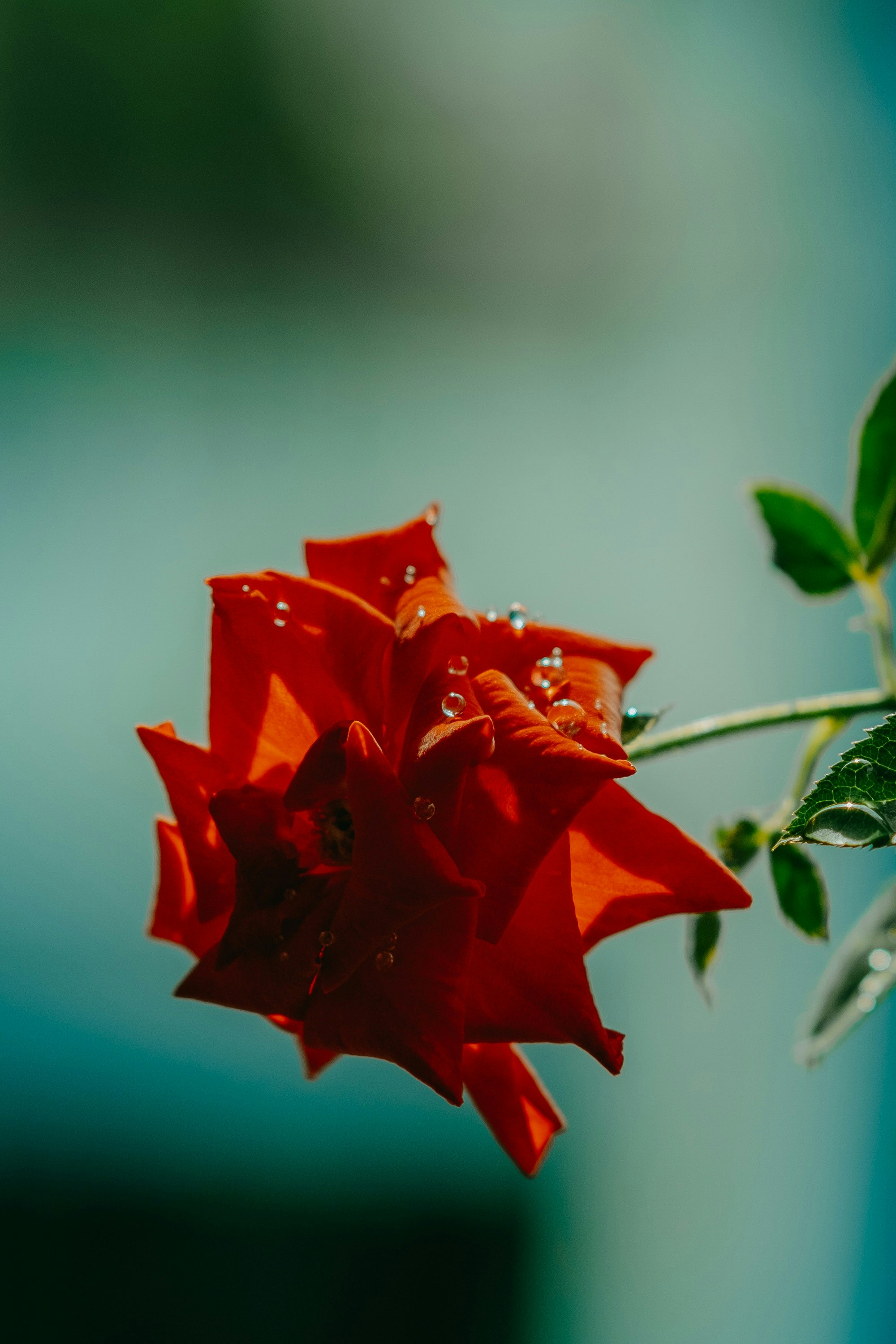 Photo by nguyentrungnguyen