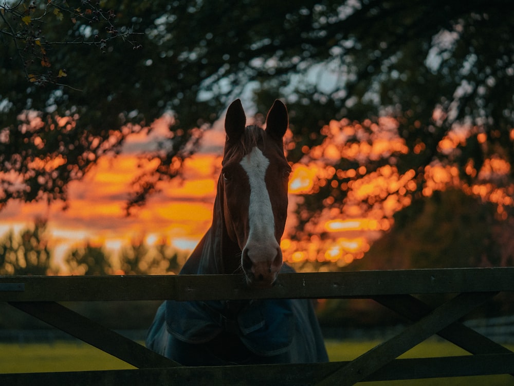 a horse behind a fence