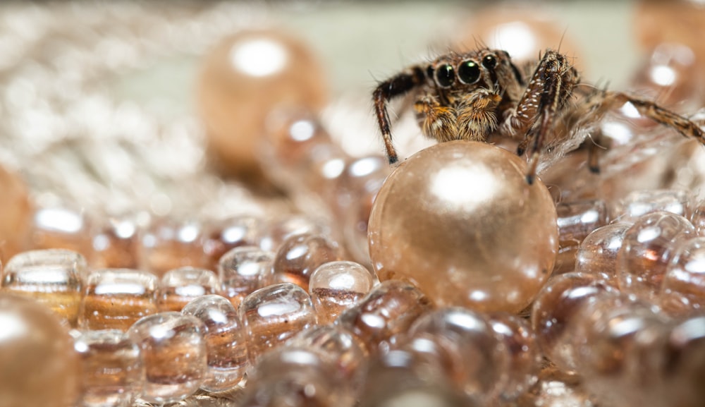 a close up of a spider