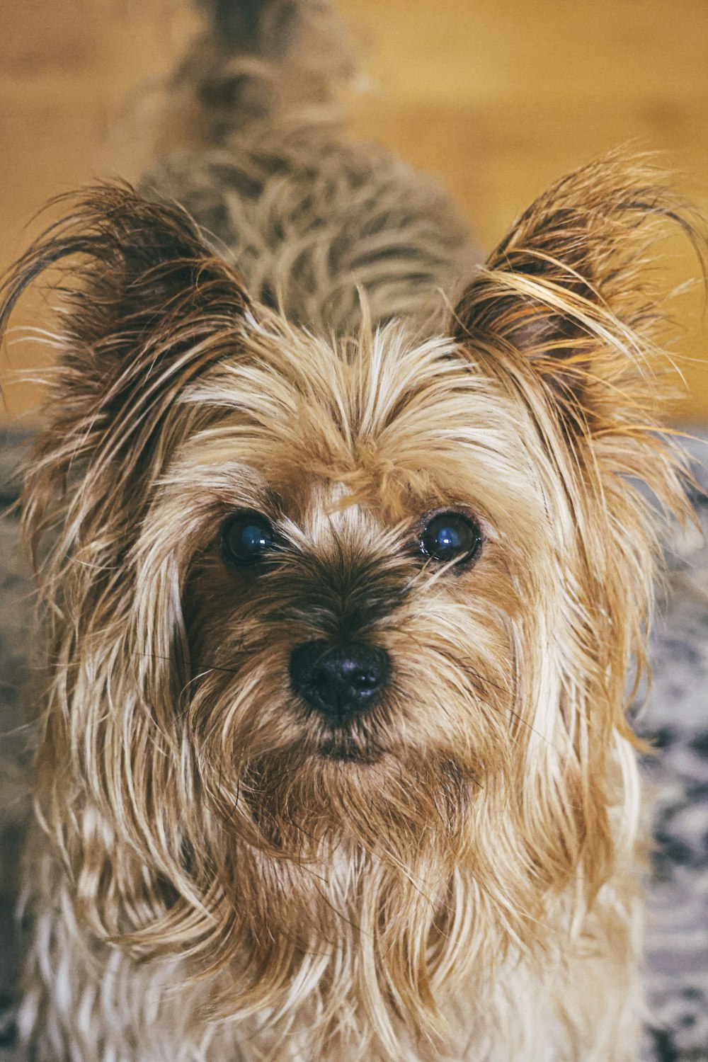 a dog with a fluffy haircut