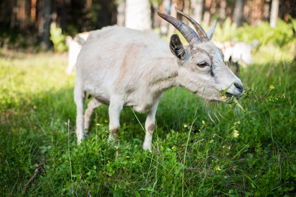 a goat with horns in a grassy area