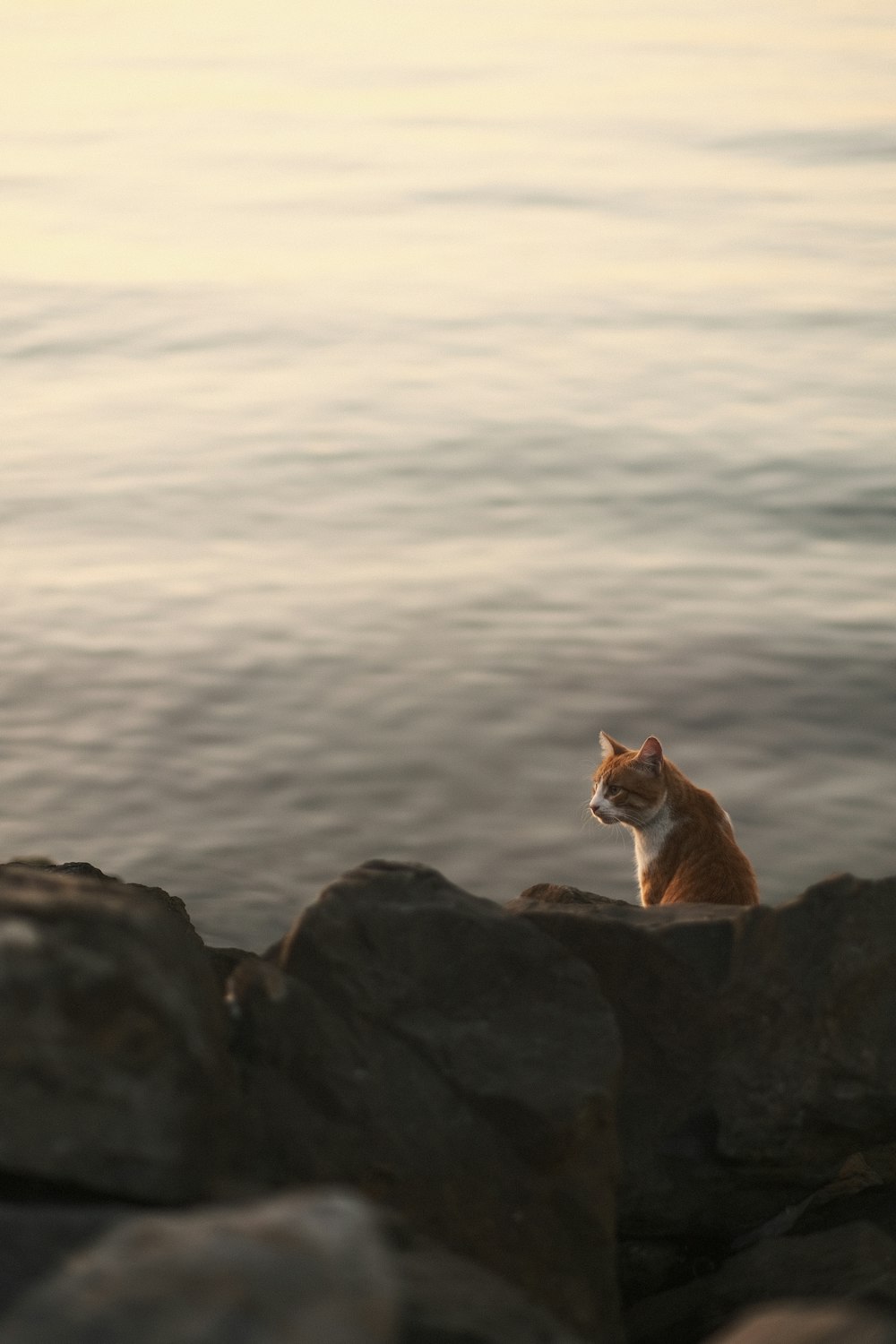 a cat sitting on a rock