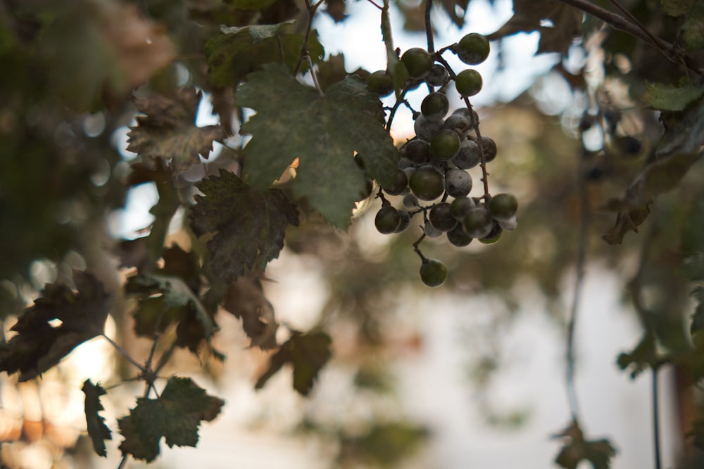 a bunch of grapes on a tree