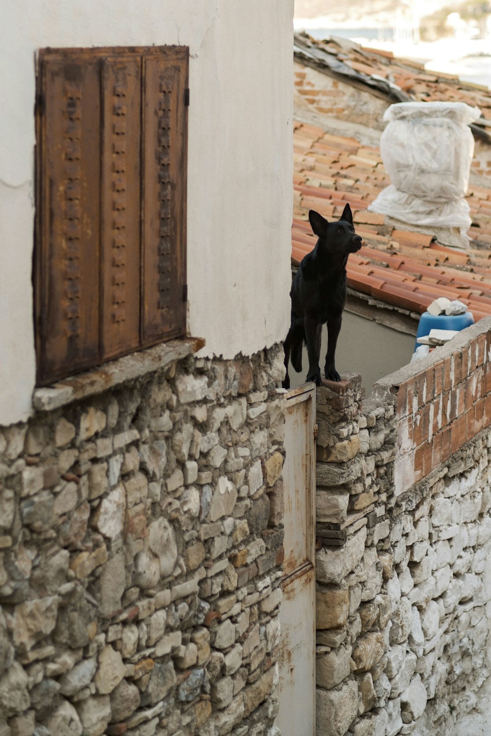 a black dog sitting on a ledge