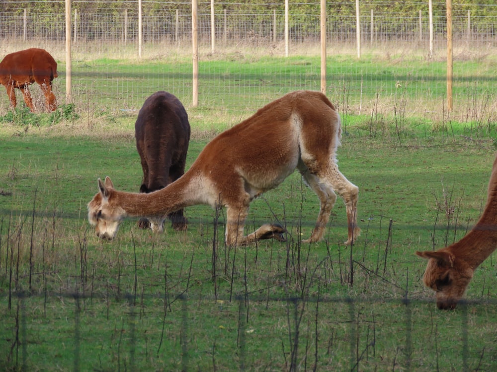 a group of animals in a fenced in area