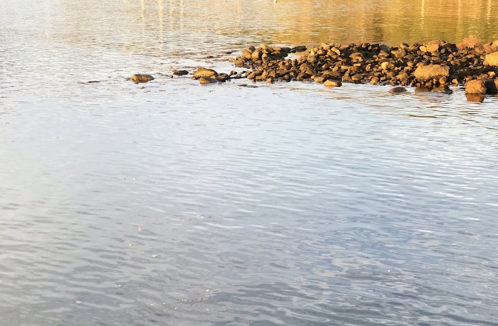 a body of water with rocks and a beach