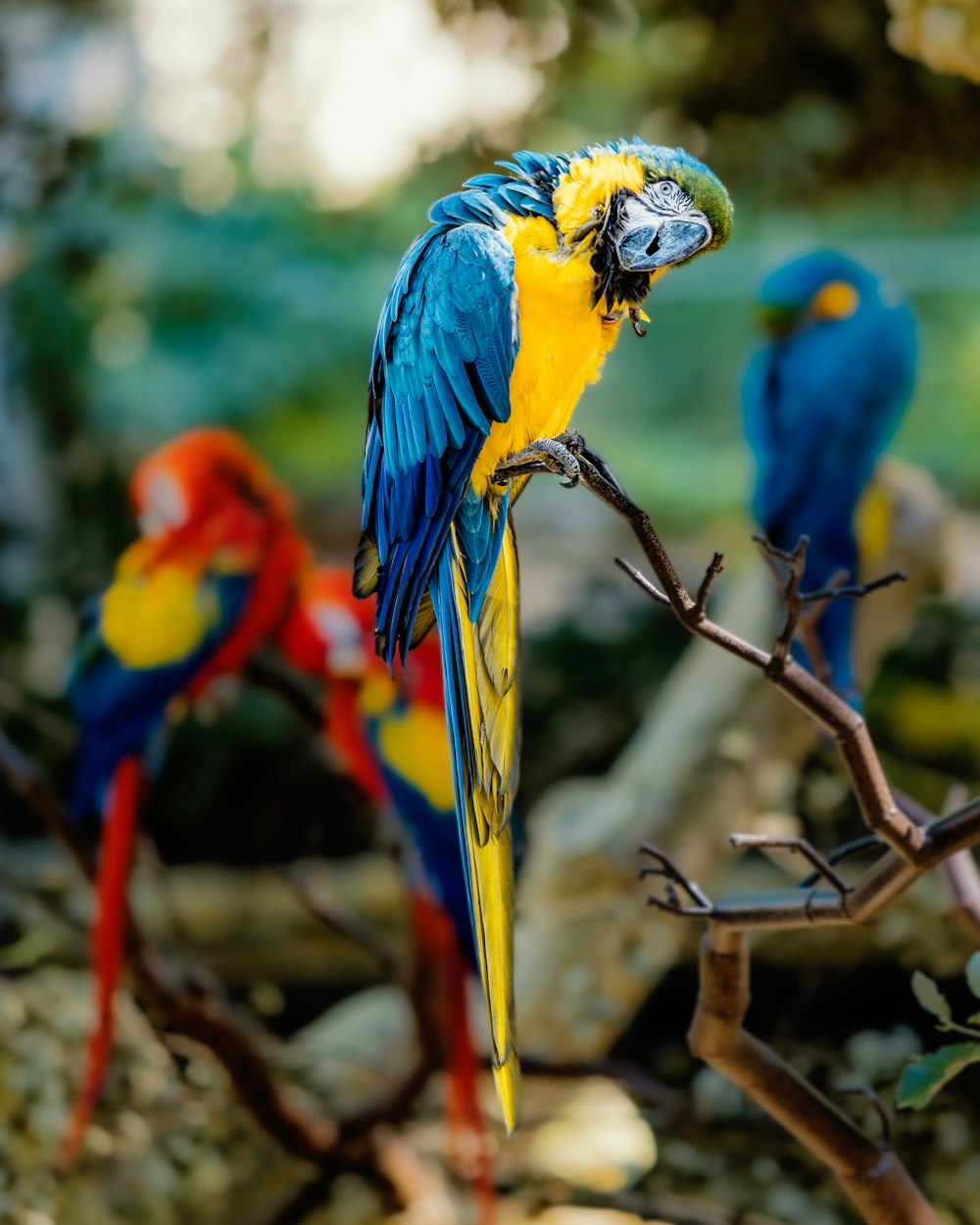 a group of colorful birds on a branch