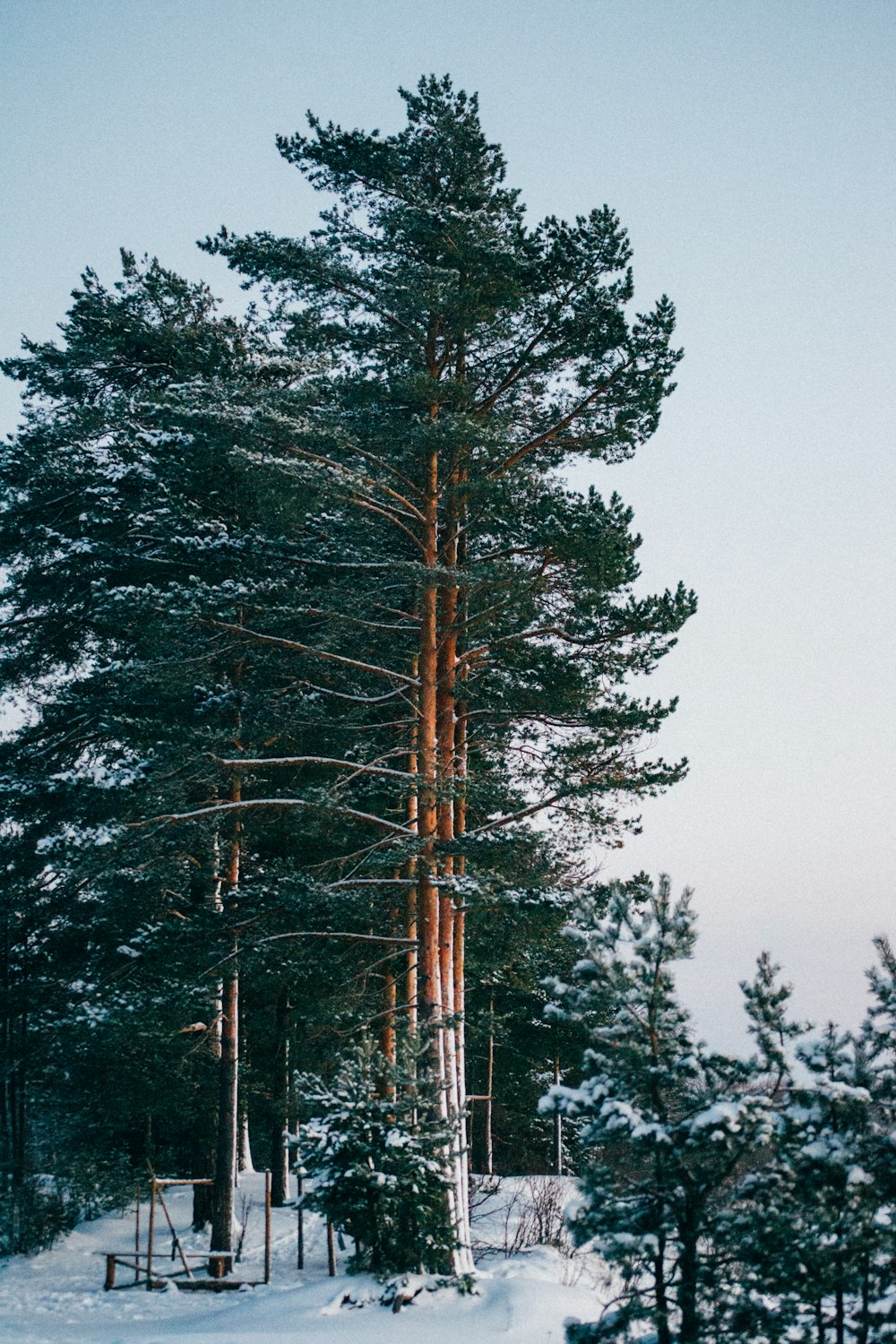 a tall tree in a snowy area