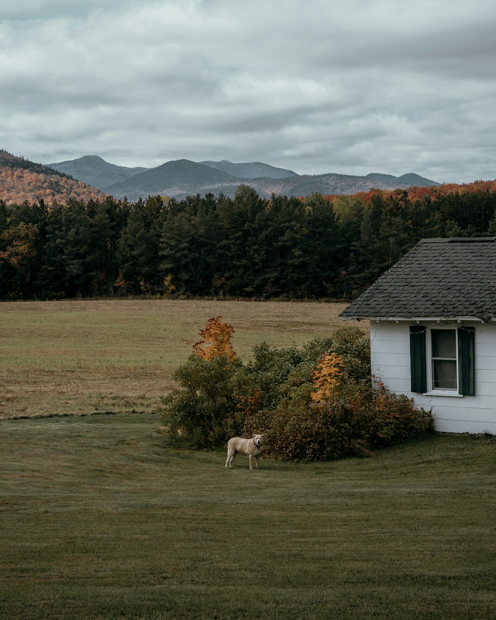 a dog in a field