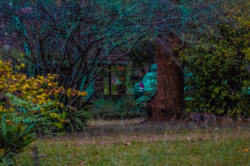 A serene garden in Abidjan featuring native plants and modern landscaping.