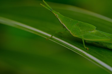 a close up of a bug