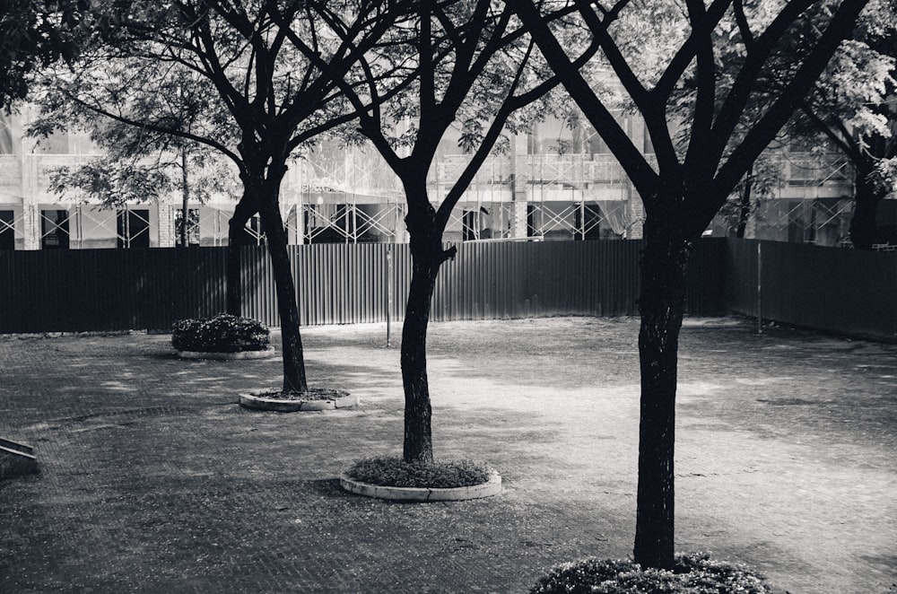 a group of trees in a park