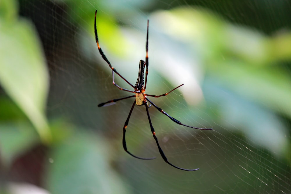 a spider on a web