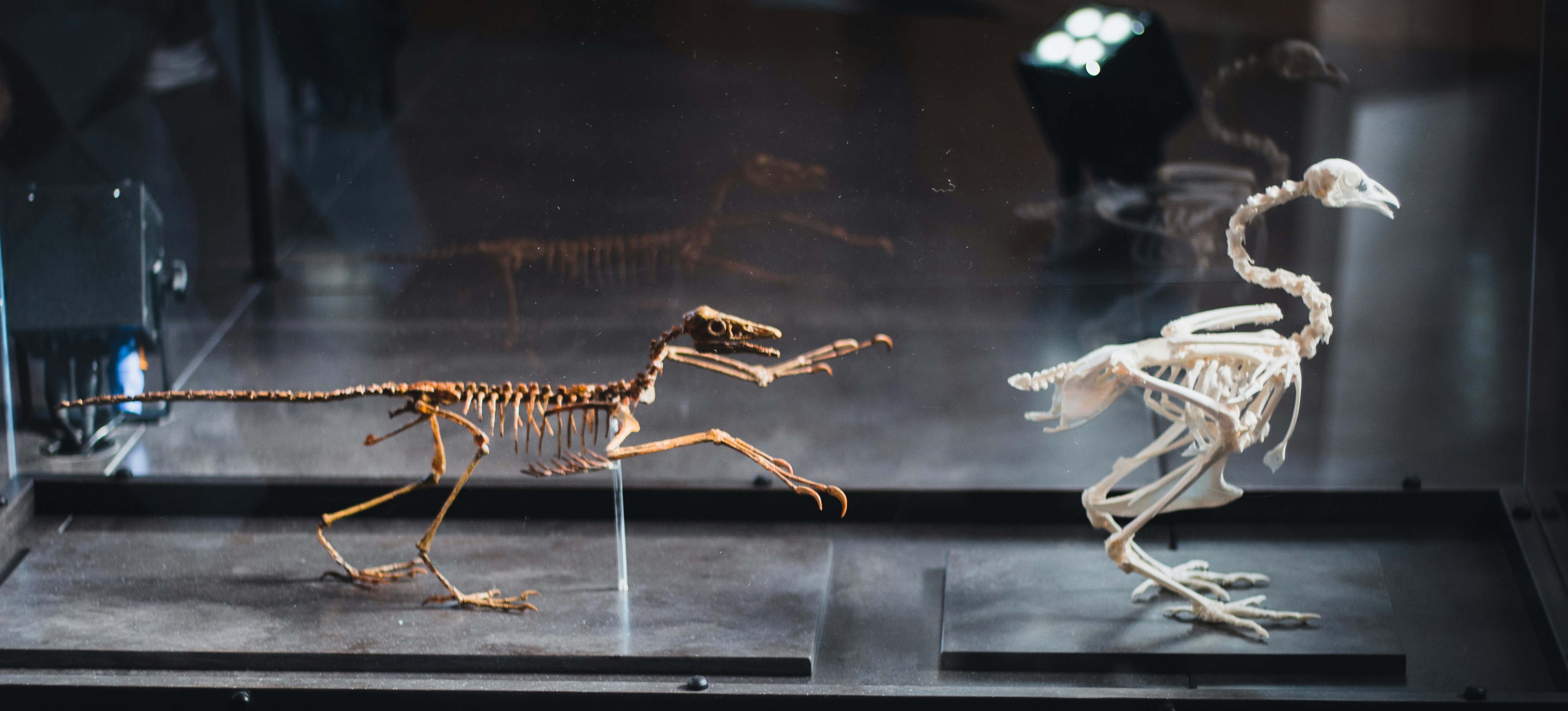 a group of ants on a table, Bird and dinosaur skeletons.