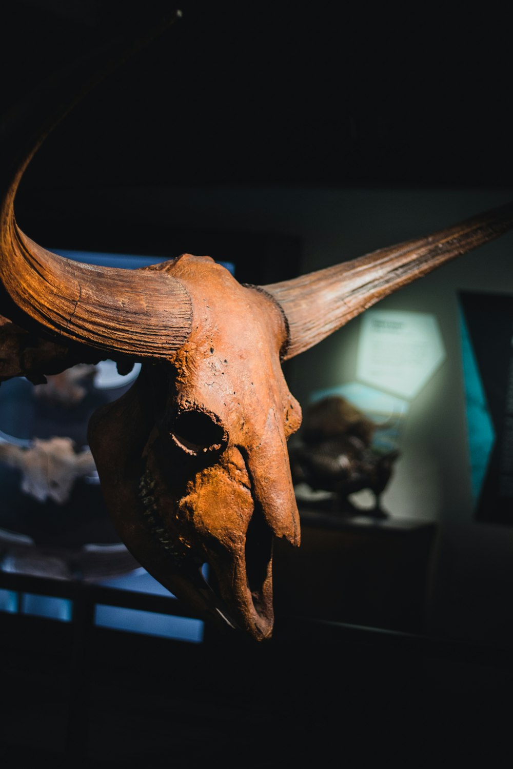 a close up of a skull