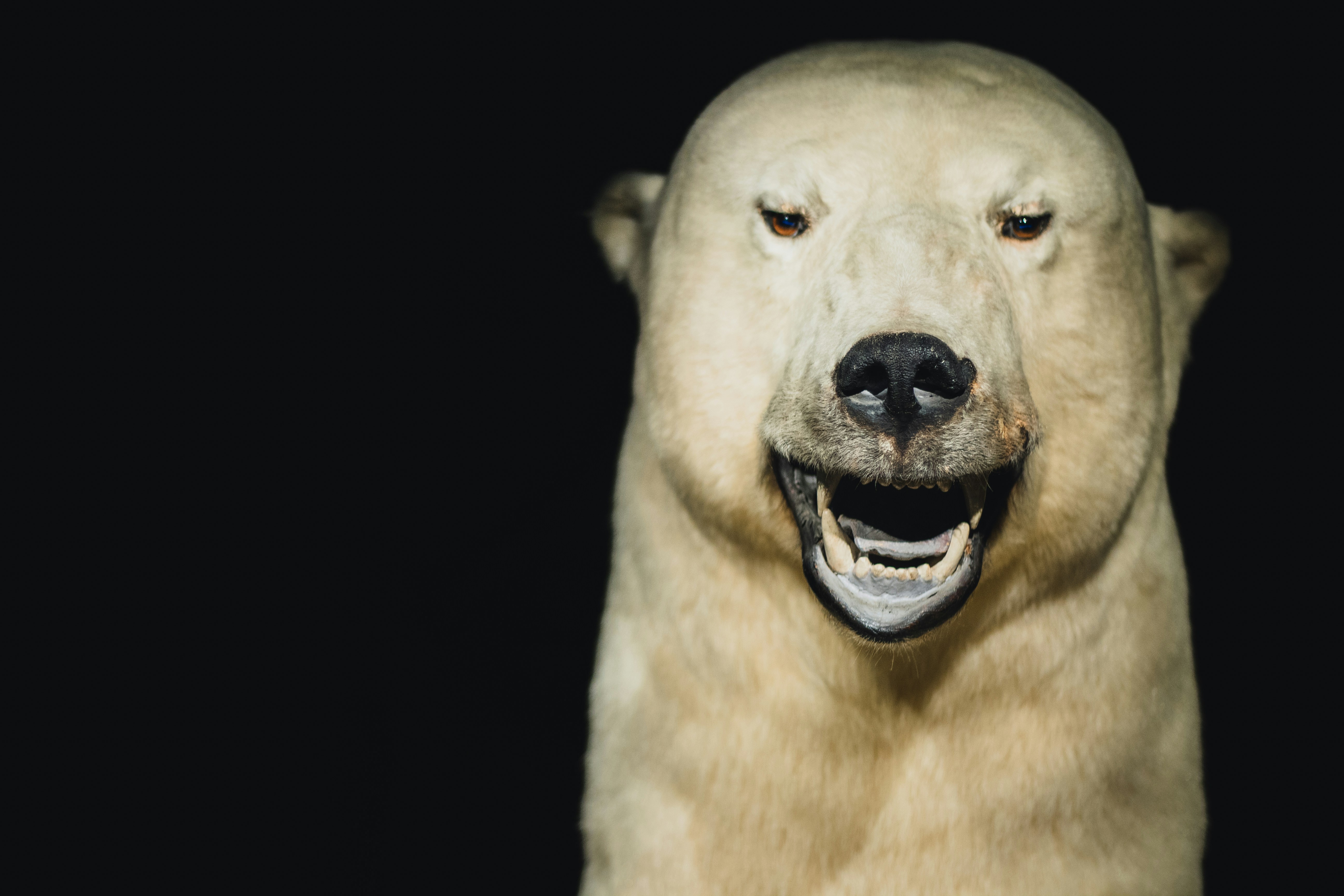 North Center cityscape