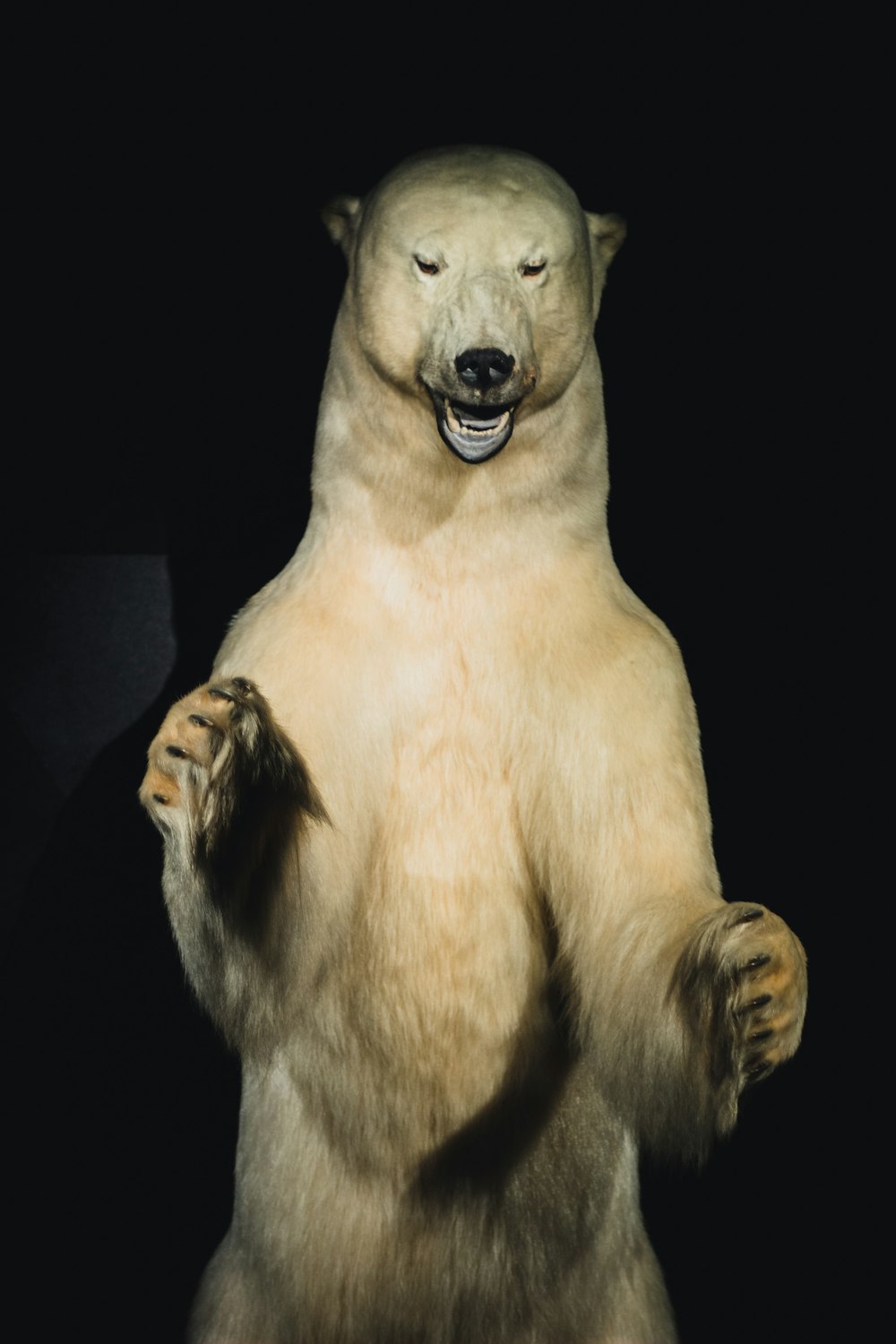 un oso con los brazos extendidos