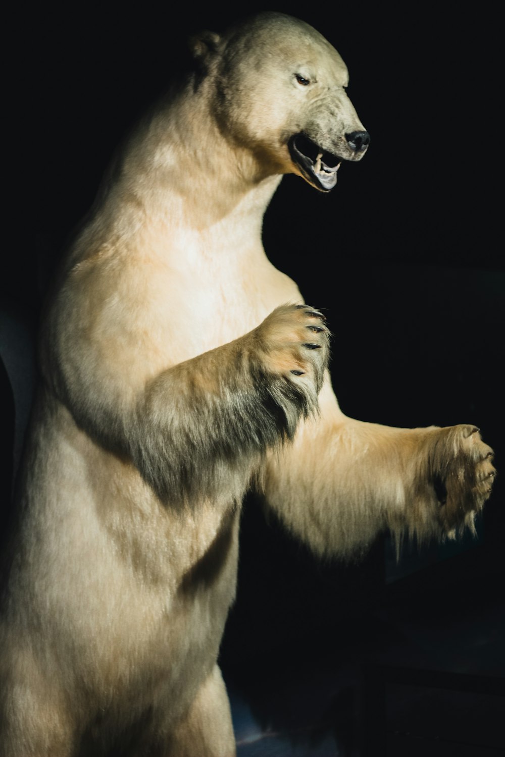 a bear with its paws up