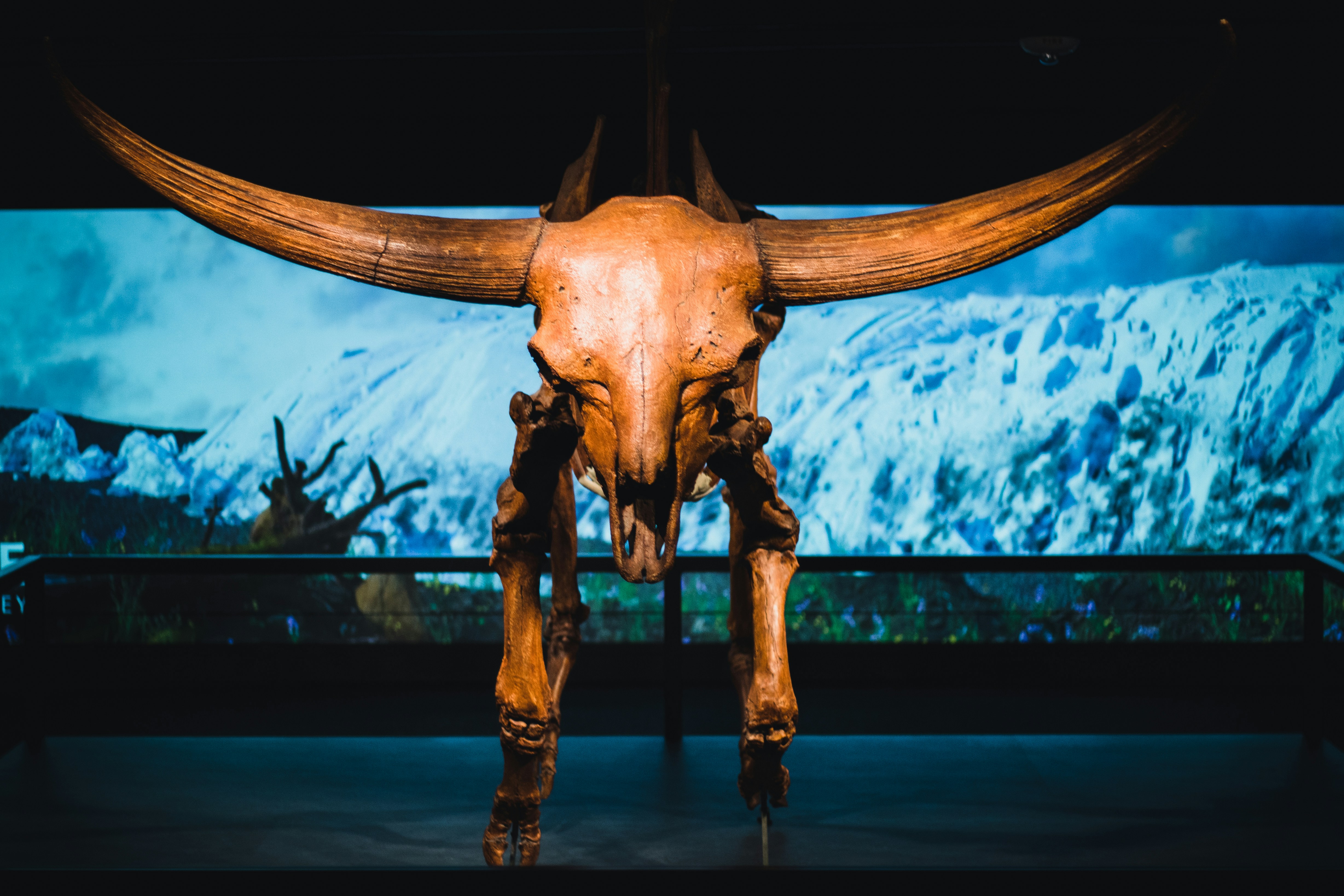 Ancient Bones Reveal North America Invented Dice First