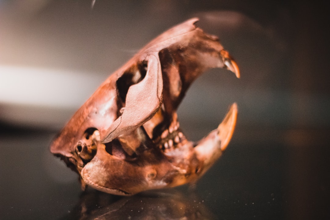 a brown and white sea creature, Megafauna skull.