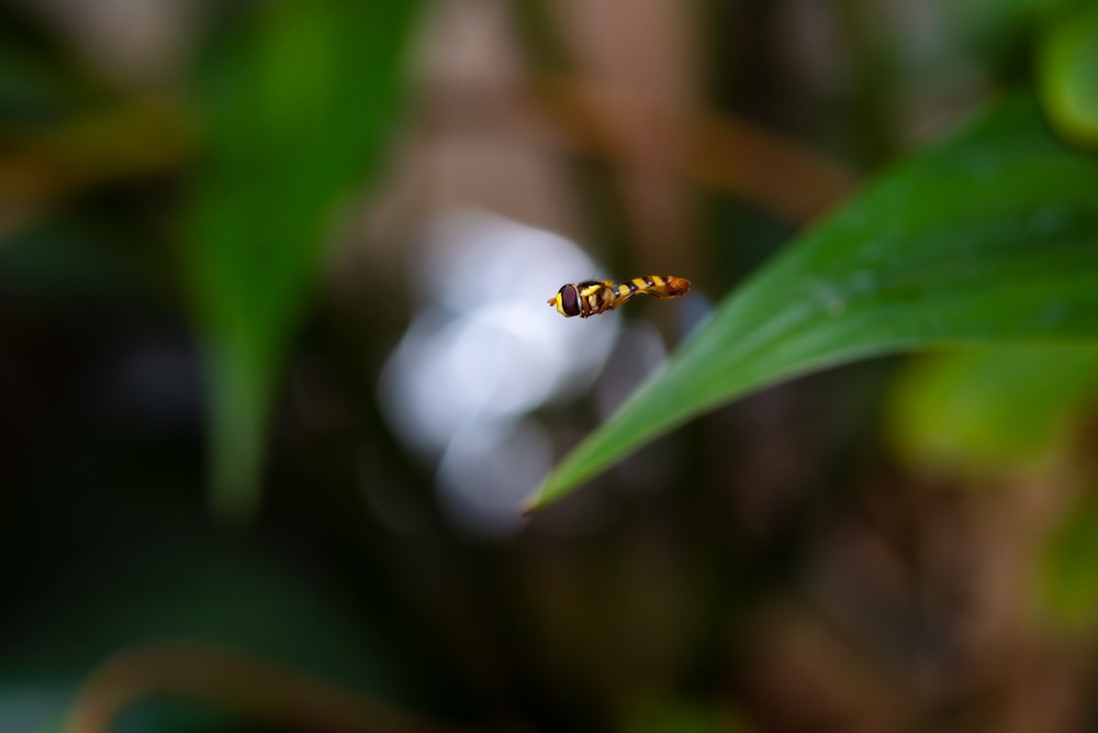 a ladybug on a leaf