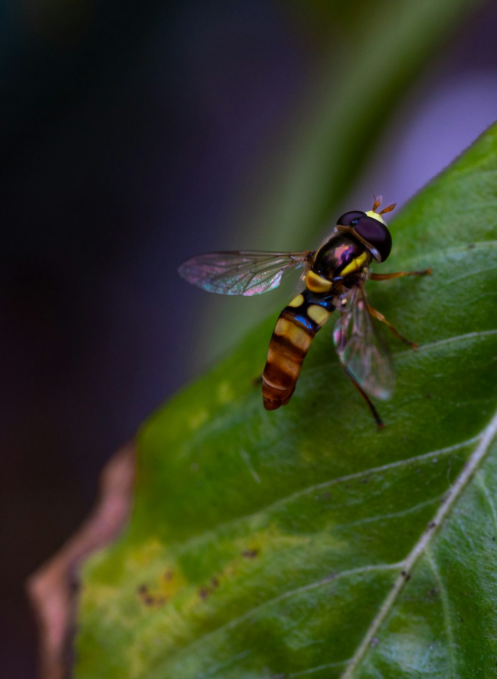 a bee on a leaf