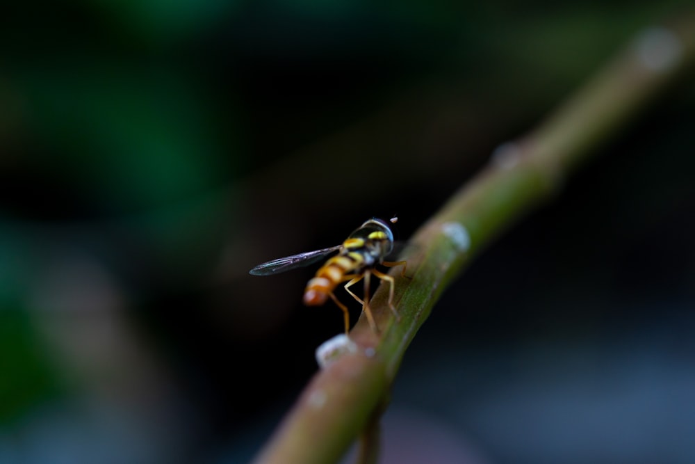 a dragonfly on a leaf