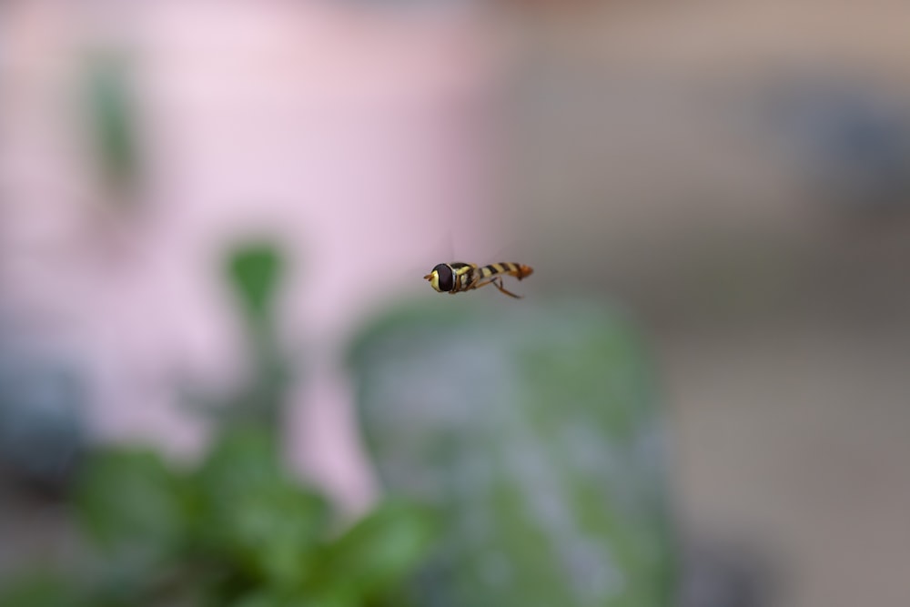 a bee flying in the air