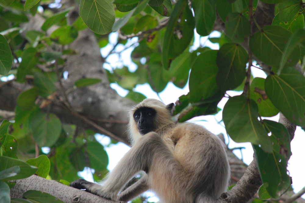 a sloth from a tree