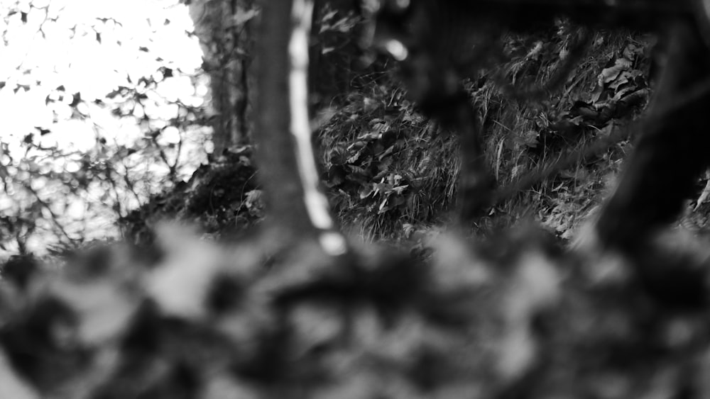 a black and white photo of trees