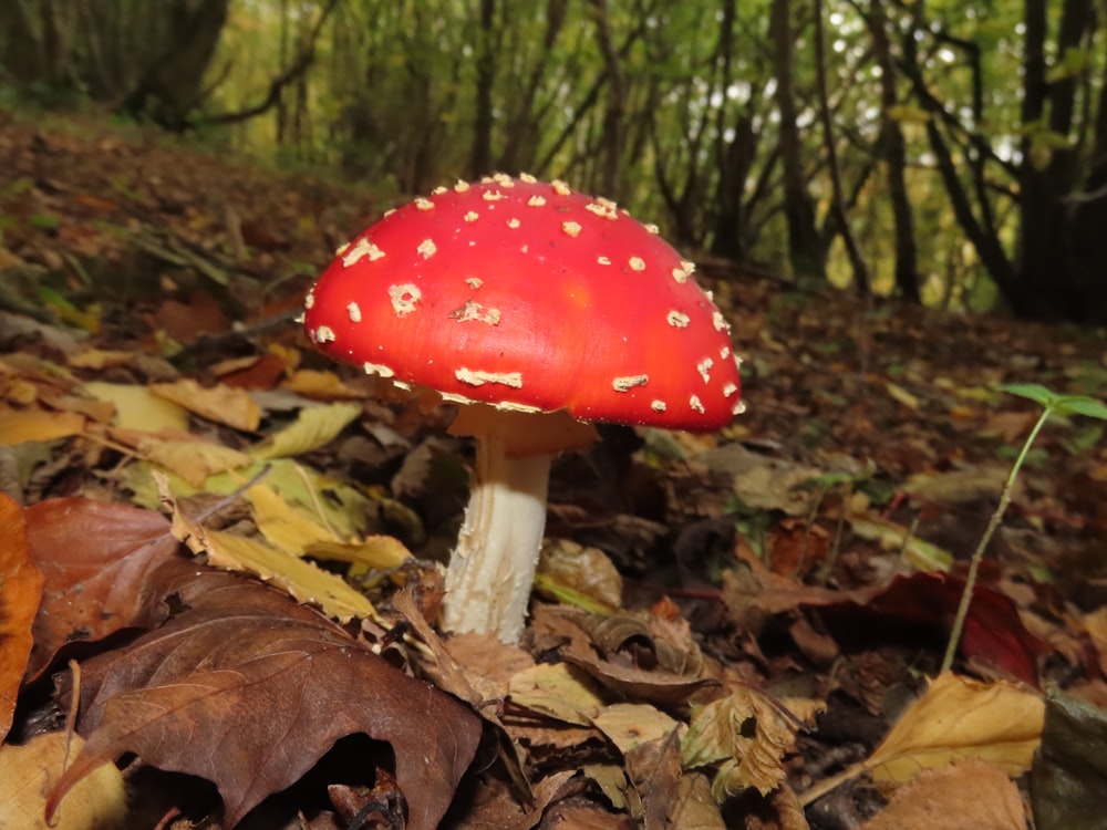 a red mushroom in the woods