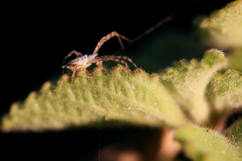 a bug on a branch